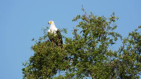 african fish eagle perched in tree, gazing into the blue sky