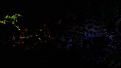 visto mirando hacia la izquierda buscando algo para comer en lo profundo del bosque durante la noche, gato leopardo, prionailurus bengalensis, tailandia