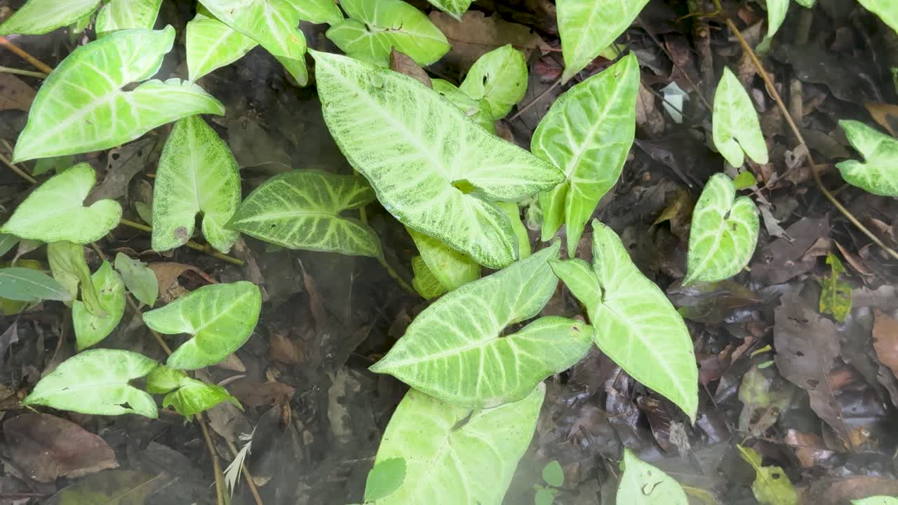 Low smoke moves across arrowhead plant leaves on damp rainforest floor, natural daylight, static shot