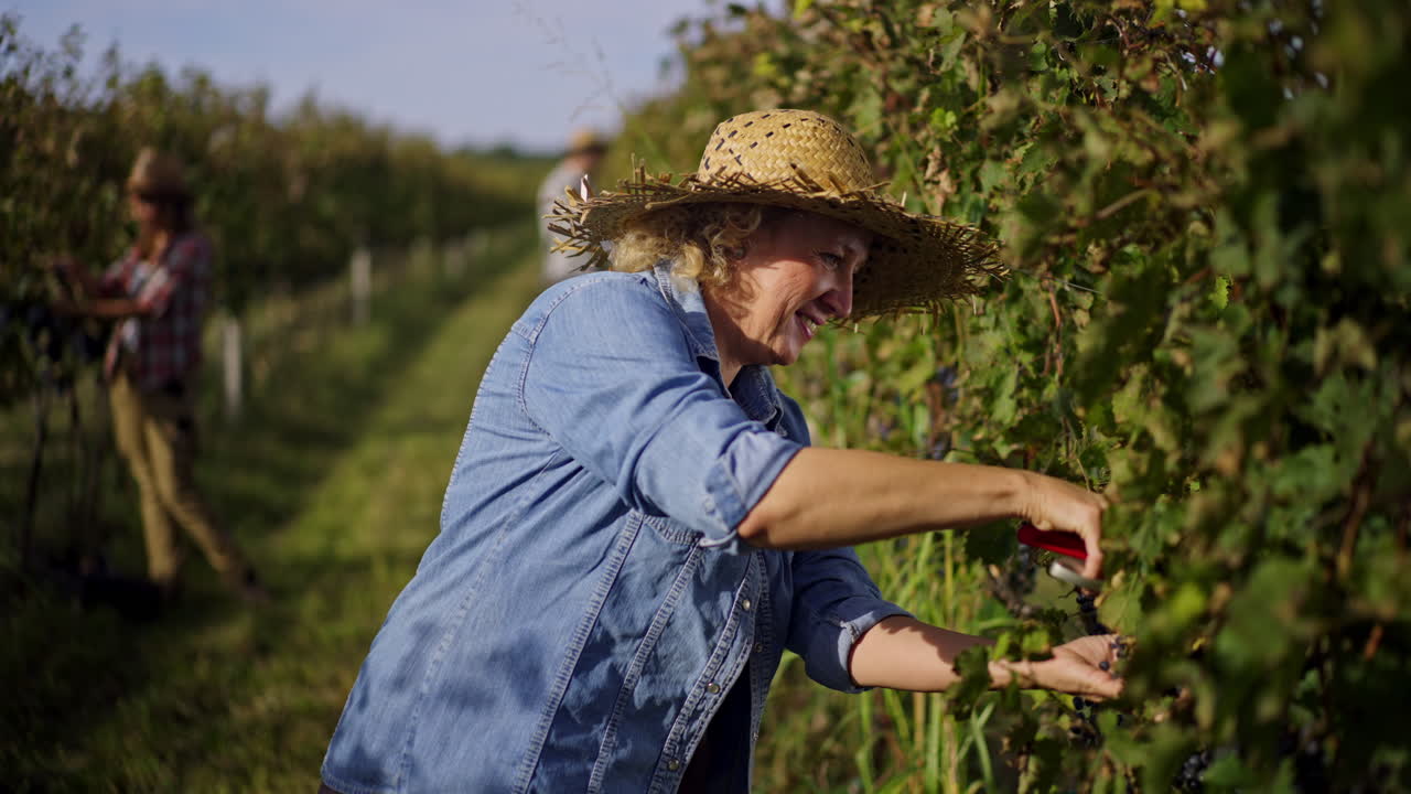 урожай винограда на винограднике