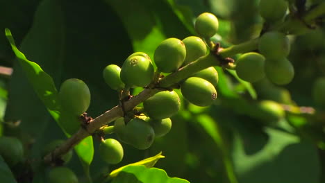 una rama con aceitunas verdes