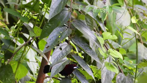 コロンビア の 葉っぱ の 樹木 に 住ん で いる 赤 背 の タナガー 鳥 の 近く の 景色