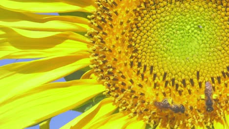 two bees gather pollen on sunflower on bright day