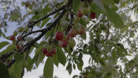 close up maturing green and red cherries under leaves on a thin branch