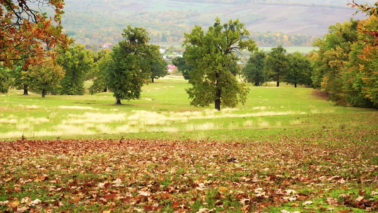 4k tomas de otoño, árboles y bosques de aspecto oxidado