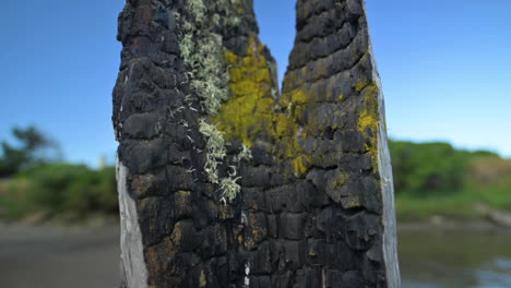 musgo que crece en madera quemada de un incendio histórico en bandon, oregon - macro, inclinado hacia abajo