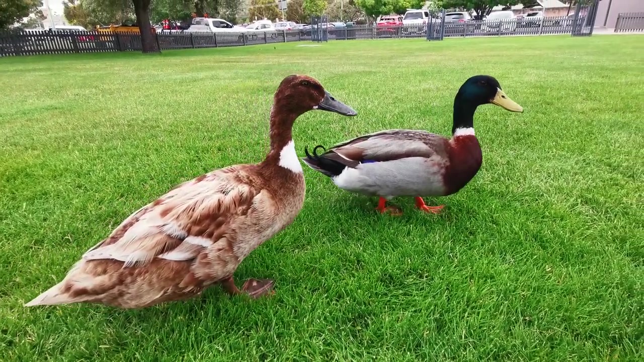 Le anatre germano reale sono una vista comune in tutta l'Australia. Scattato in Tasmania. Sono molto socievoli.