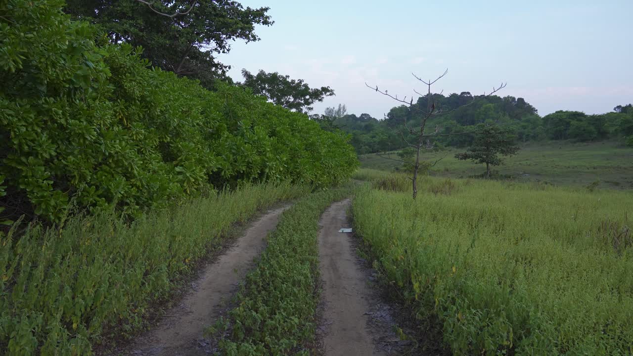 Sliding tracking shot of country dirt road in a grass field with a clear blue sky. Sandy footpath through lush green meadow and trees in the forest