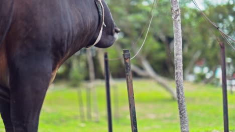 a stationary footage focused on a brown cow's face while it rubs its ears against the column of the fence to relief the itch