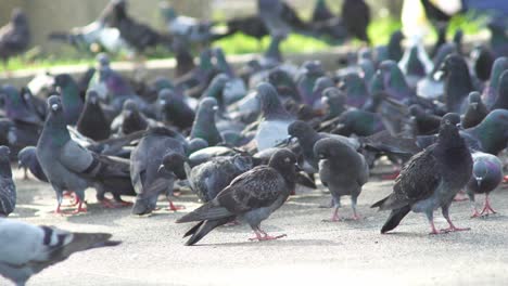 flock of pigeons walk around