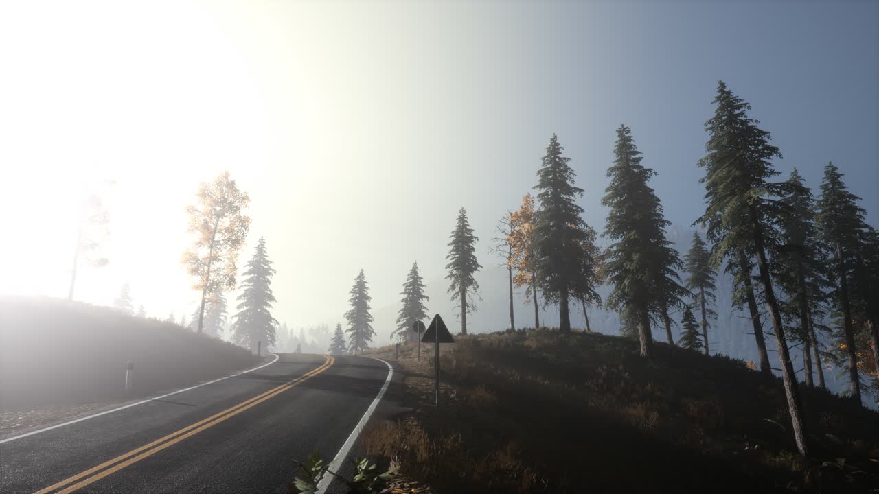 아침에 안개 속에 있는 평온한 분위기 있는 숲