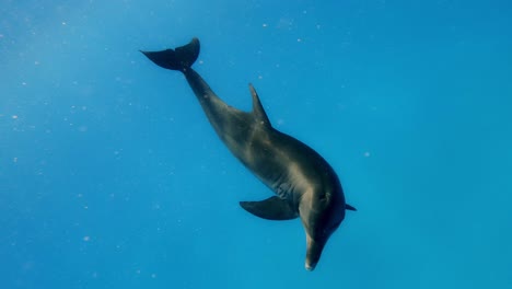 Einsamer-Delphin-Schwimmt-Spielerisch-Im-Tiefblauen-Meerwasser---Unterwasser-Zeitlupenaufnahme