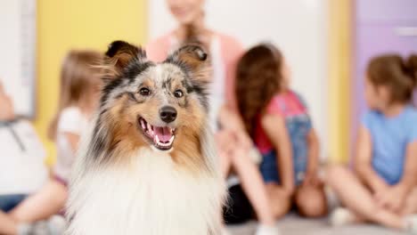 happy shetland sheepdog in the preschool