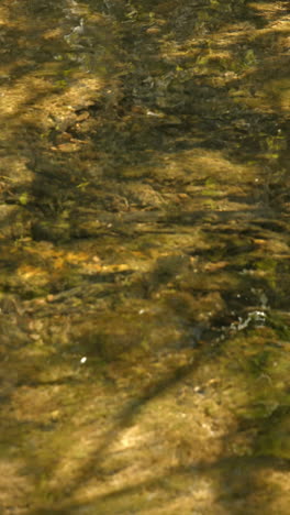 agua que se mueve lentamente en el arroyo