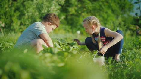 Sorgloses-Mädchen-Und-Junge-Pflücken-Erdbeeren-Auf-Dem-Gemüsegarten-An-Einem-Klaren-Sommertag-Glückliche-Kindheit