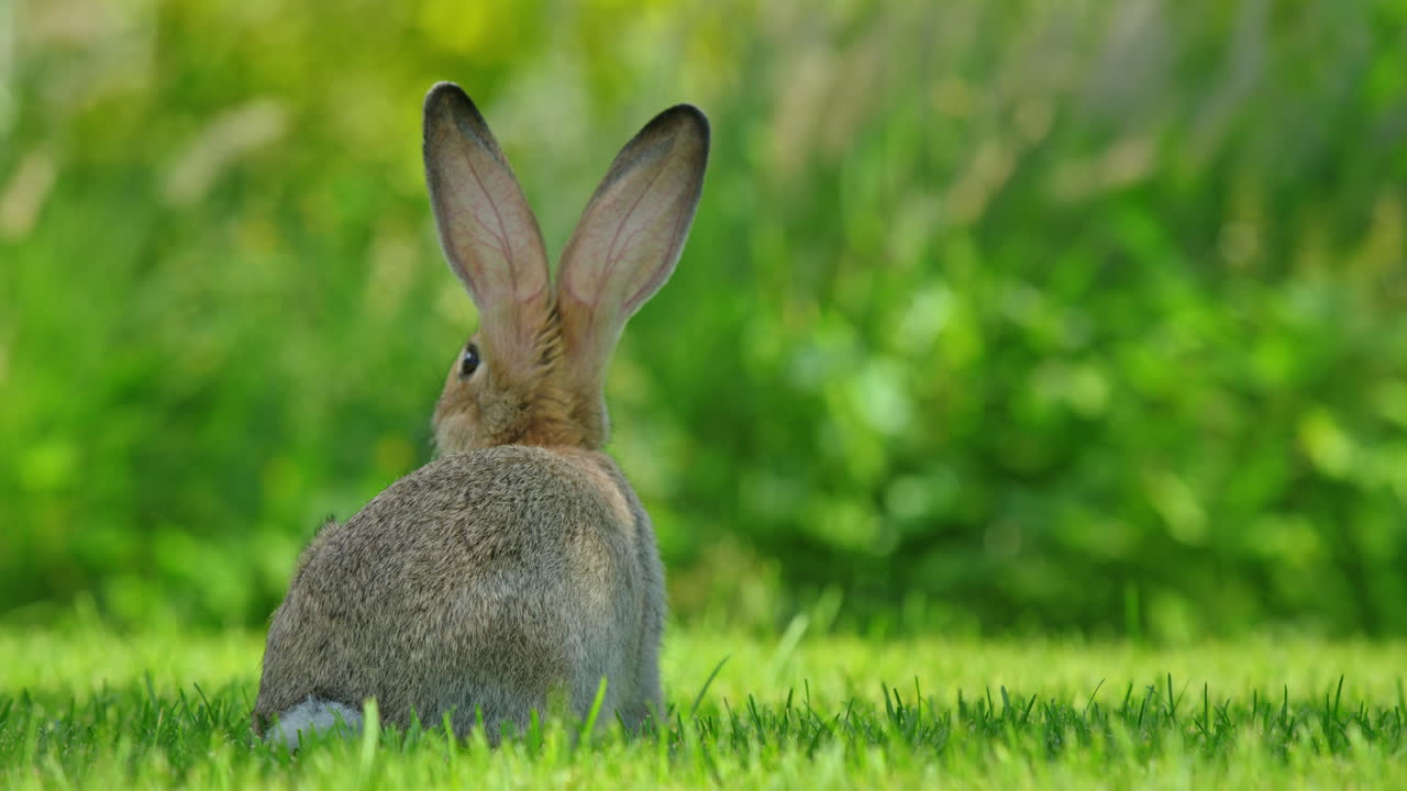 잔디에 있는 토끼