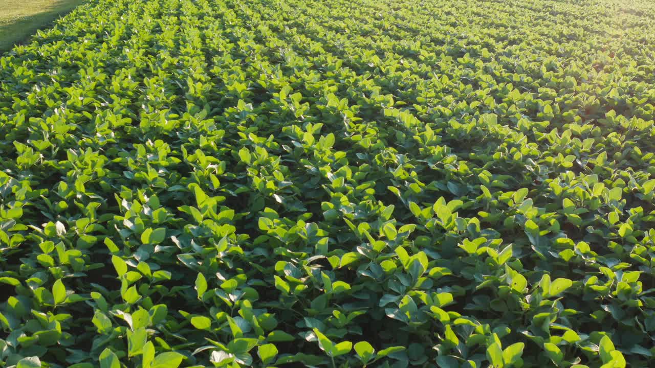 campo de soja cerca de la antena al amanecer, al atardecer