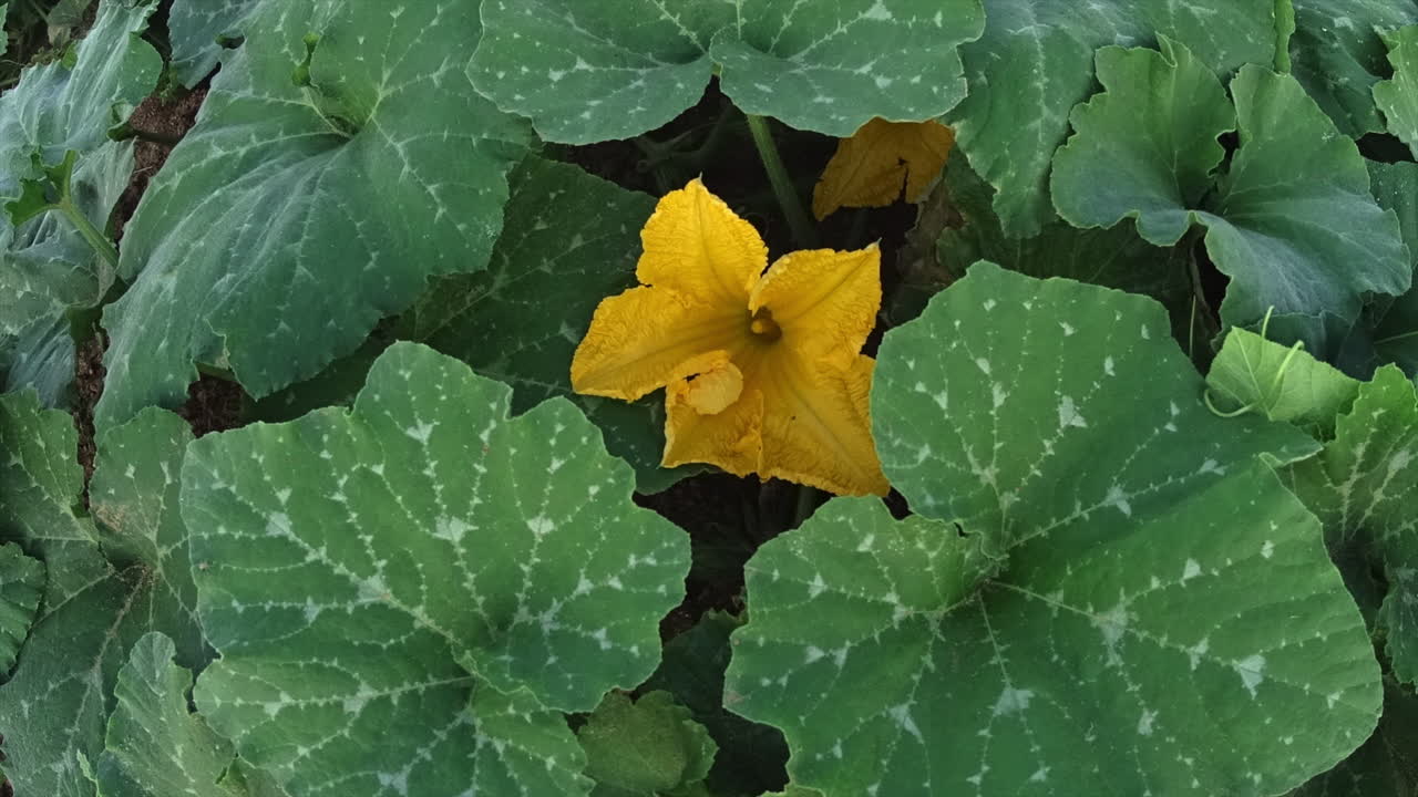 새벽에 여는 호박꽃