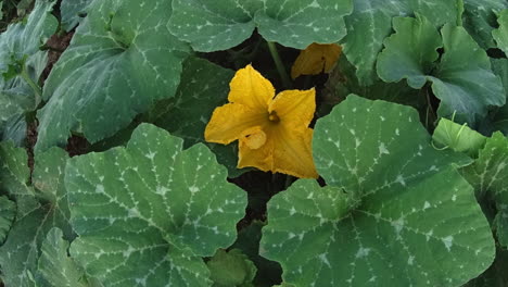 Pumpkin-flower-opening-at-dawn