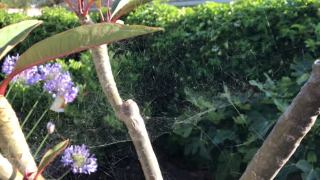 Telaraña-En-Una-Plumeria-En-Un-Patio-Trasero,-Tiro-Diurno