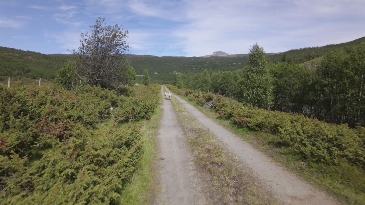 Får løber over sporene nær bjerge i Norge. Luftfoto