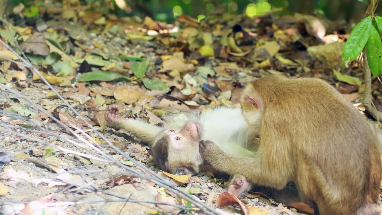 Two southern pig-tailed macaques engage in grooming behavior on a forest floor in Phuket, Thailand