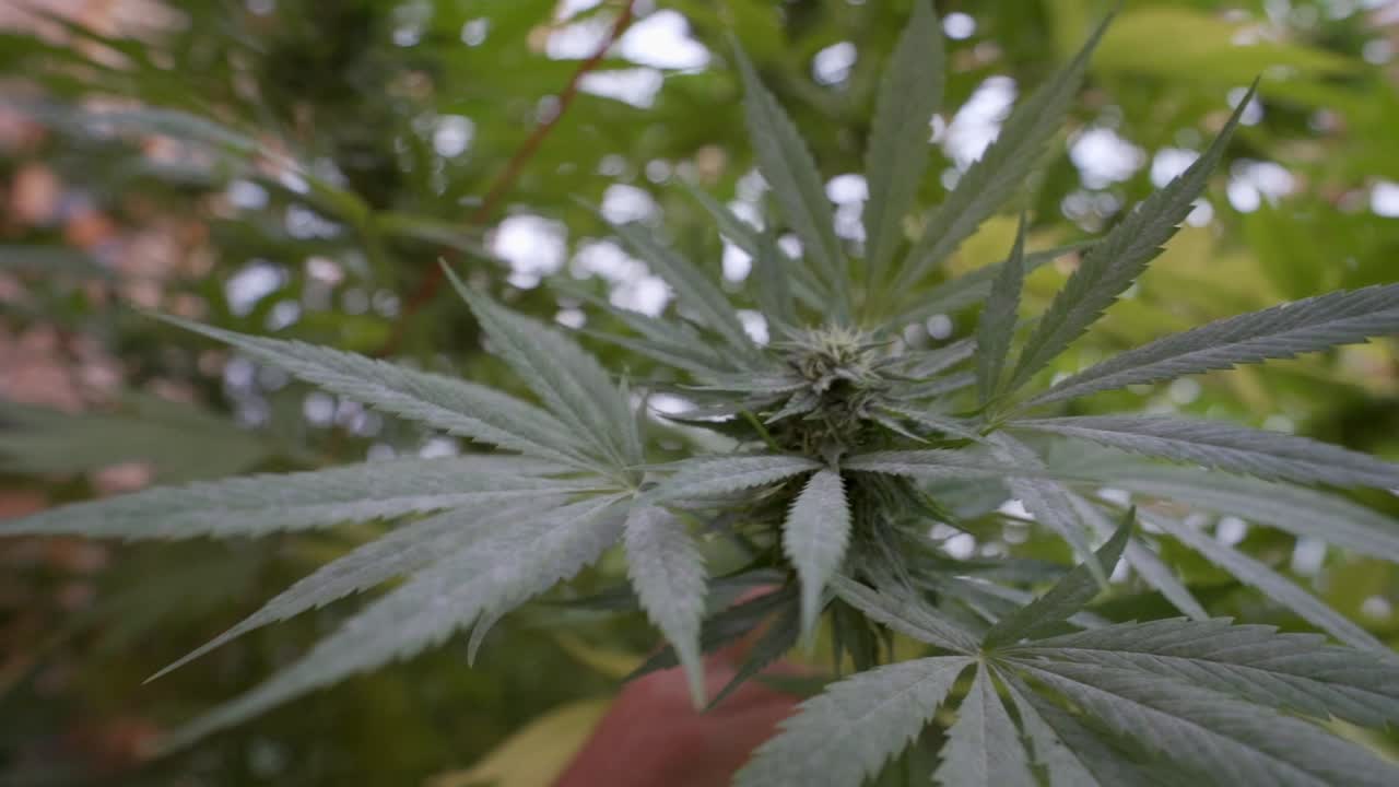 vista de hoja de cannabis en cámara lenta