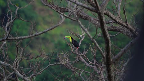 Keel-Billed-Toucan-perched-on-branch-in-amazon-jungle,-slow-motion-rainbow-billed-toucan