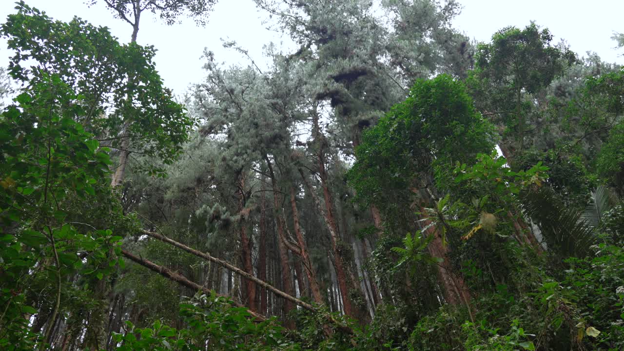 Cocora Valley in Colombia tall tree in high andean forest Los Nevados National park
