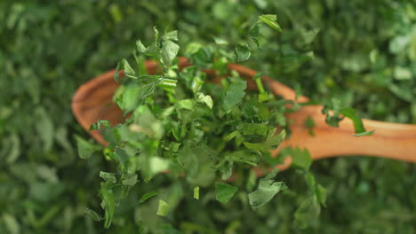 chopped parsley on olive wood spoon in macro falling onto green herbs - top view