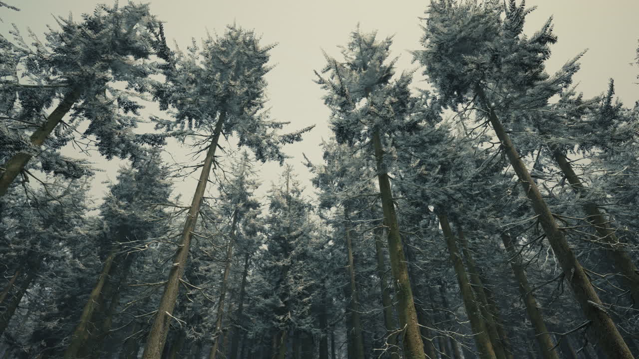 Winter Wonderland: A Snowy Forest of Tall Pine Trees