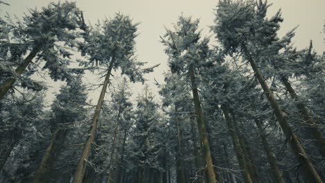 winter wonderland: a snowy forest of tall pine trees