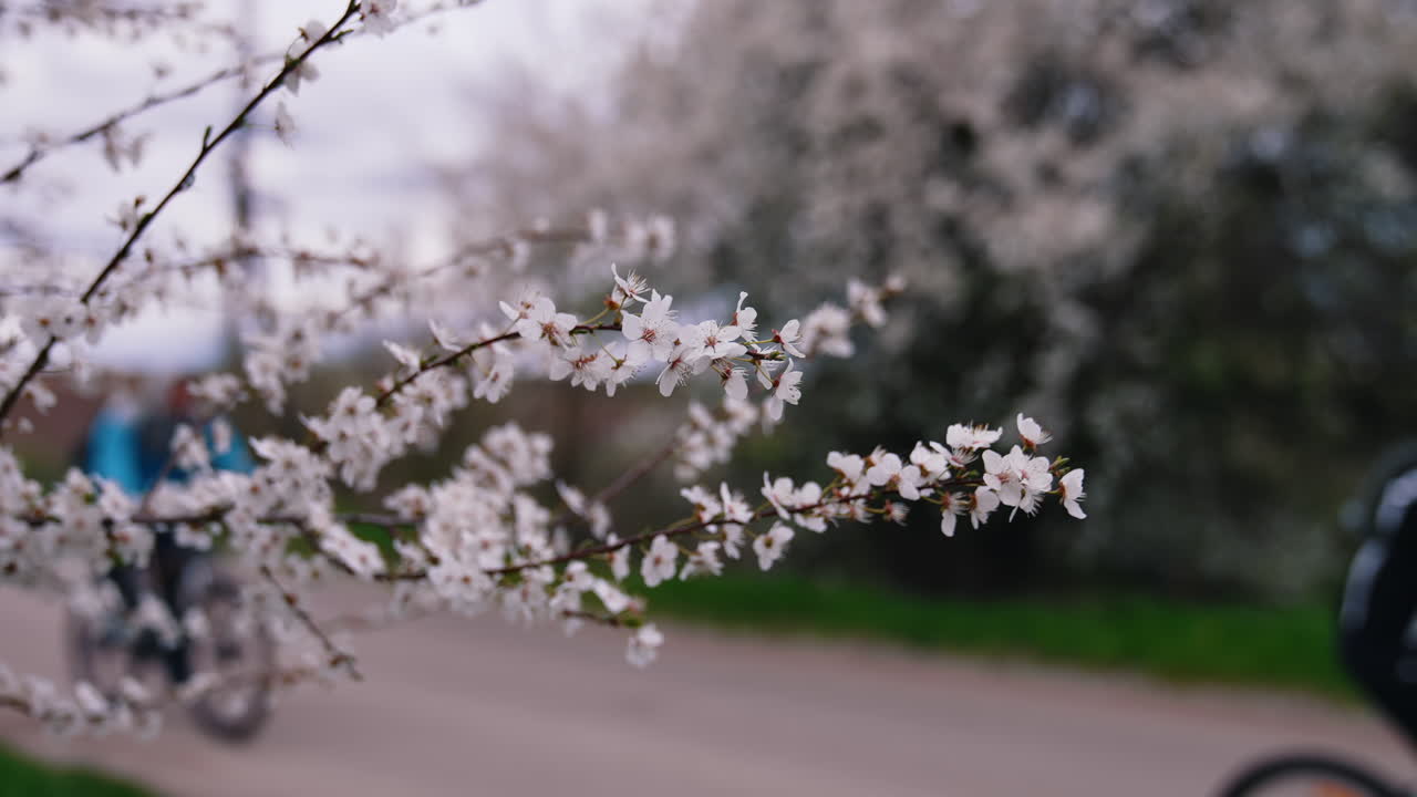 Flowering tree over nature background. Beautiful nature scene with blossoming tree