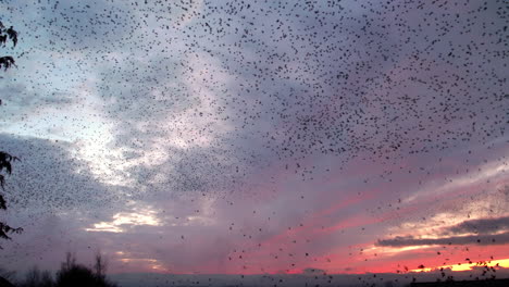 los estorninos se agrupan antes de caer a descansar ante la puesta de sol del invierno