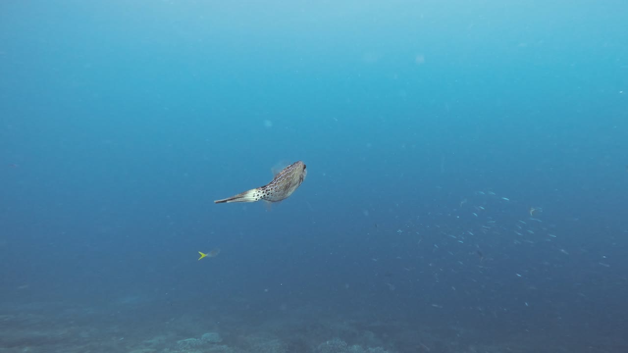 그레이트 배리어 리프 (great barrier reef) 에서 헤엄치는 파일피쉬 (filefish) 의 클로즈업