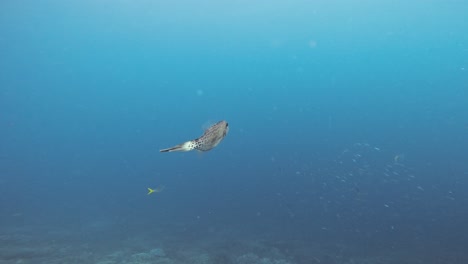 A-close-up-of-scrawled-filefish-swimming-in-the-Great-Barrier-Reef,-Australia