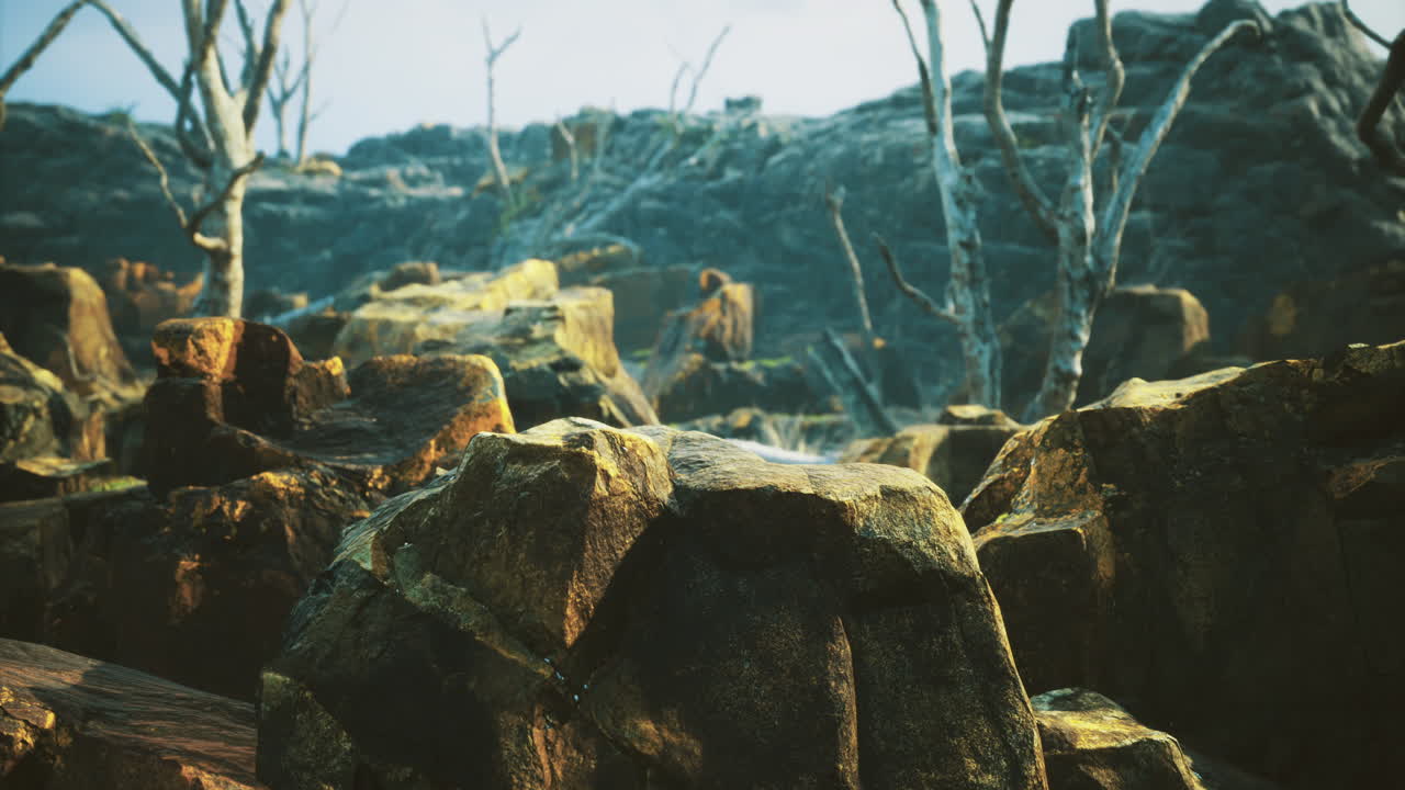 Rocky terrain with dry trees in a rugged landscape during daytime hours