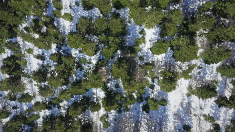 Snow-covered-trees-in-a-dense-winter-forest,-shadows-cast-by-the-midday-sun,-aerial-view