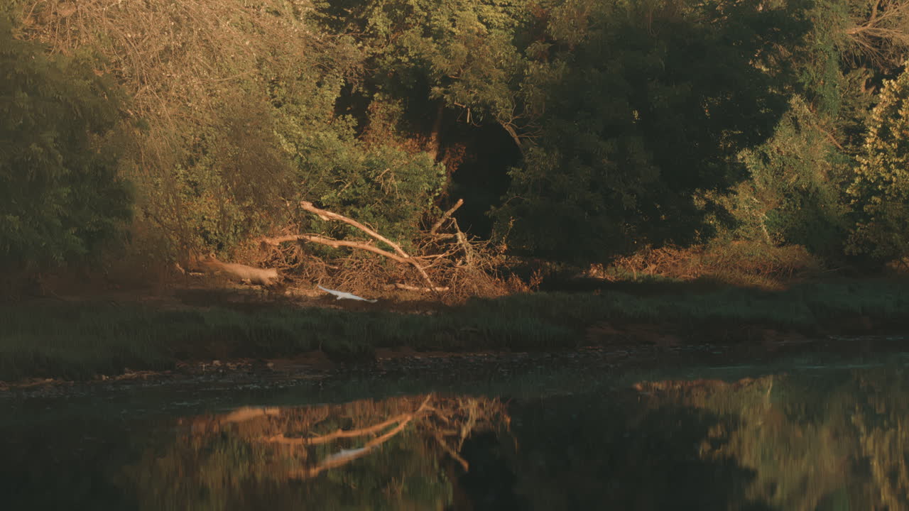 Elegant great egret glides above sunlit river in slow motion, mirrored reflection shimmering on calm surface