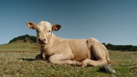 light tan calf lies peacefully on dry grass surrounded by rolling hills and trees in the highlands of madeira portugal
