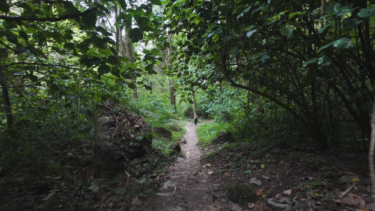 The Pipeline Trail near Boquete, Panama, offers hikers a captivating journey through a lush rainforest environment. POV