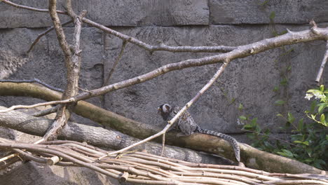 Marmoset-explores-it's-enclosure-at-a-wildlife-park,-walking-along-a-tree-branch