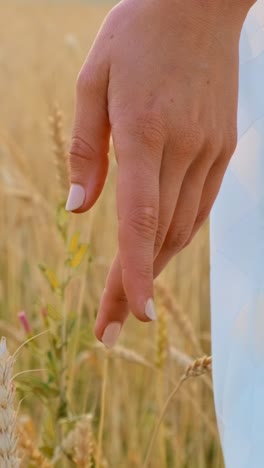 woman's hand in wheat field