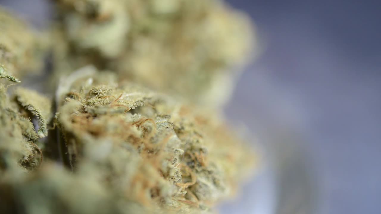 Primo piano macro, ripresa rotante verso destra di un'infiorescenza di cannabis pronta all'uso che è stata coltivata biologicamente