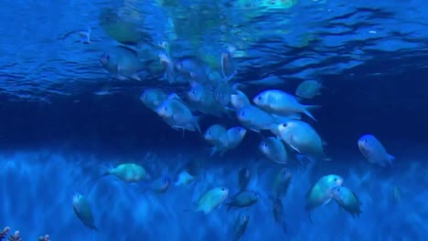 active and playful green reef chromis fish schooling together in a tropical salt water aquarium