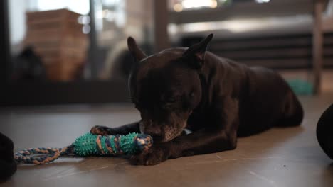 Black dog chewing a blue and green rope toy indoors in slow motion with soft natural light
