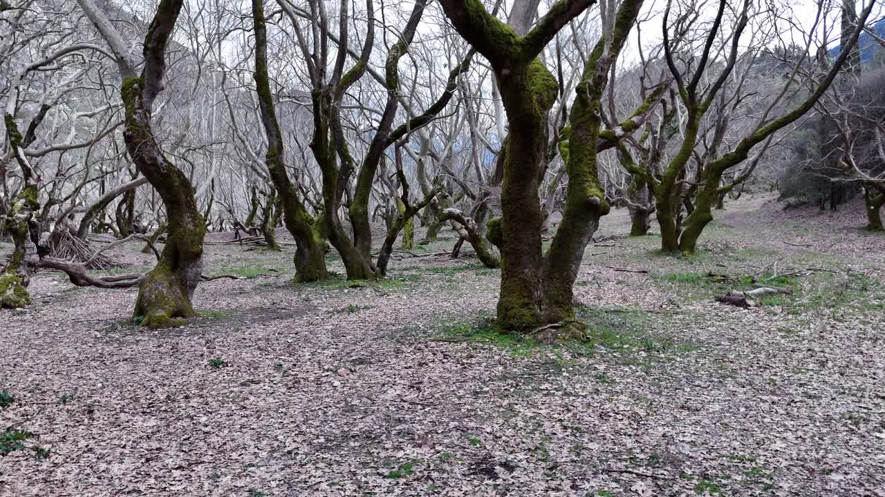 sumergirse en un bosque espeluznante durante el invierno | 4k