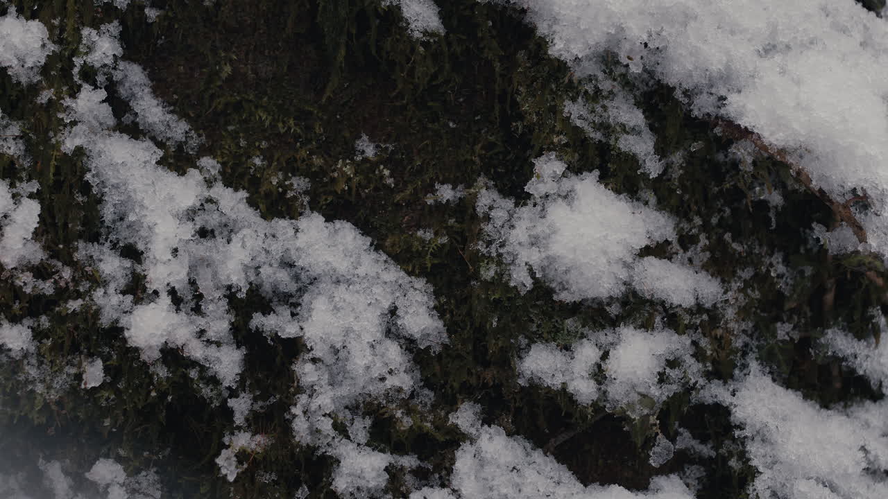 un camión de árbol de primer plano con nieve en él y cayendo alrededor