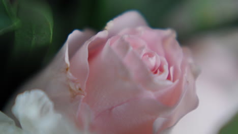 fresh light pink rose flower in garden extreme close view