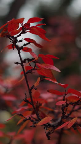 close-up of vibrant red autumn leaves swaying gently with wind, set against a blurred background of fall foliage and trees, capturing the serene movement of nature during autumn season